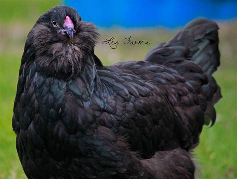 Ameraucana Chicken Breed Profile .